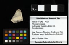 Foto (Objekt + Etiketten) von ? Goniodromites sp. 